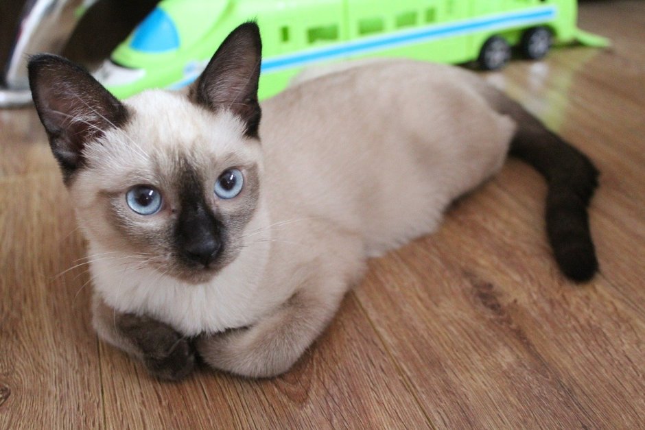 Невская маскарадная Сноу Шу