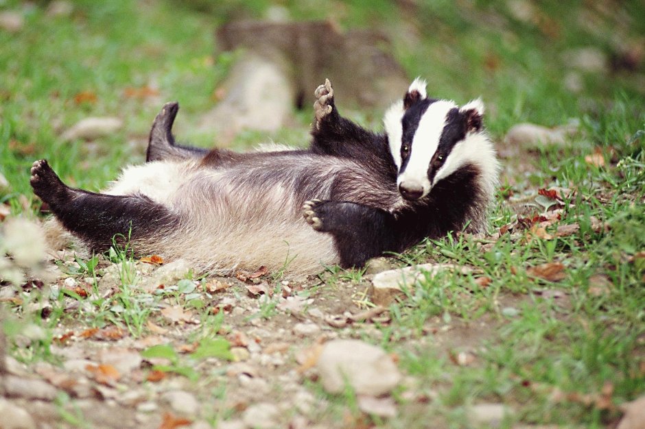 Badger тундра
