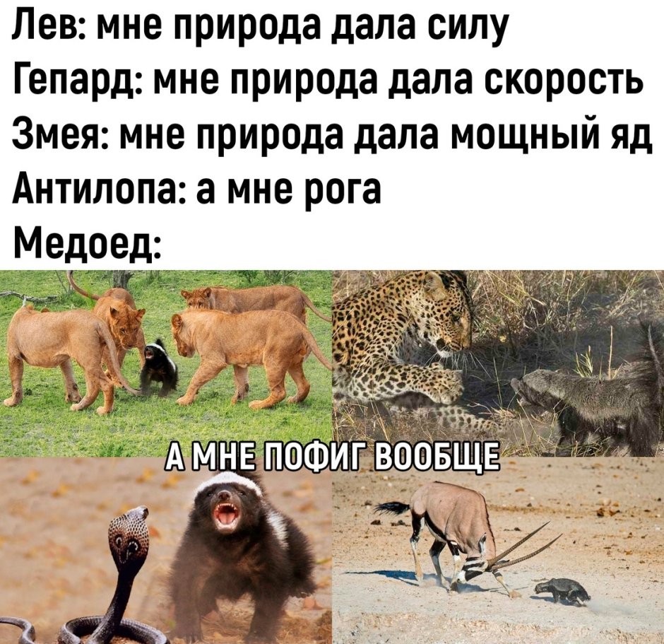 Барсук ест