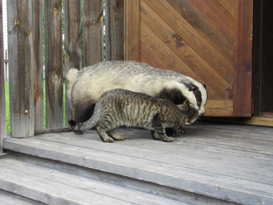 Honey Badger мемы ЮТУБЕР