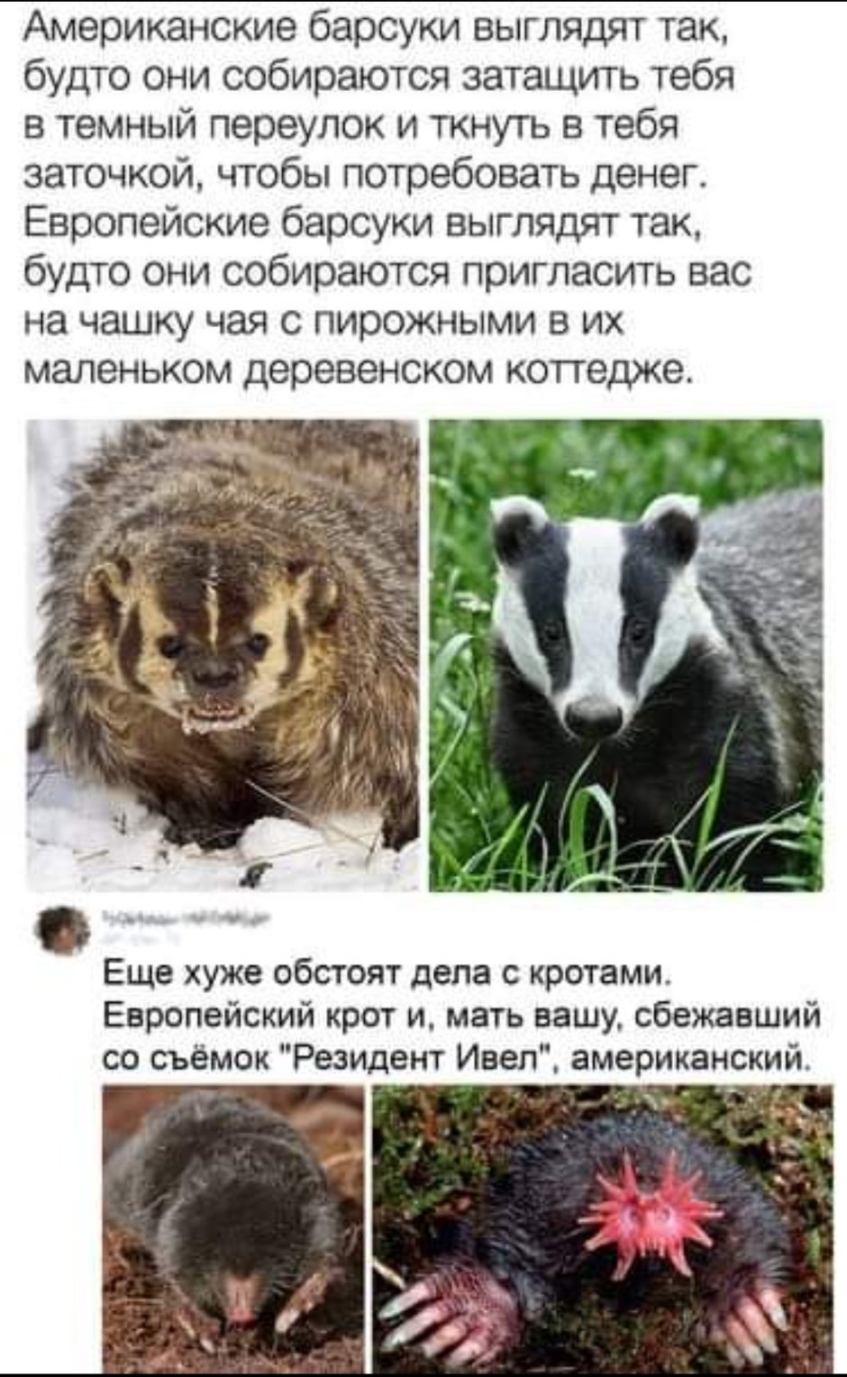 Барсук Крымский