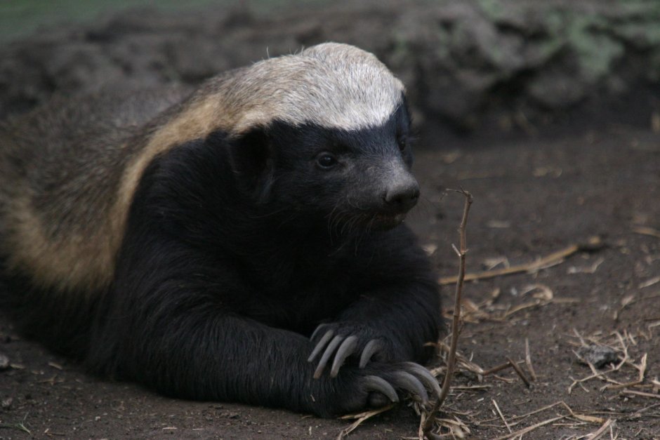 Badger арт