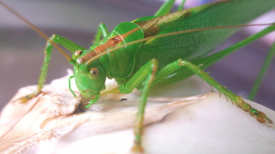 Grasshopper («кузнечик», 1946).
