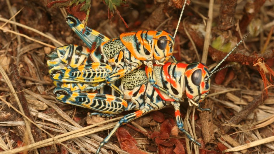 Кузнечик Dactylotum bicolor