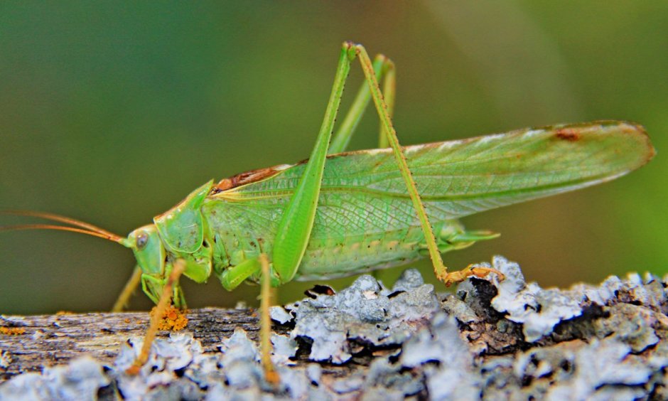 Саранча Перелетная locusta migratoria