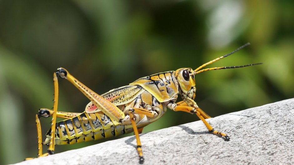 Grasshopper («кузнечик», 1946).