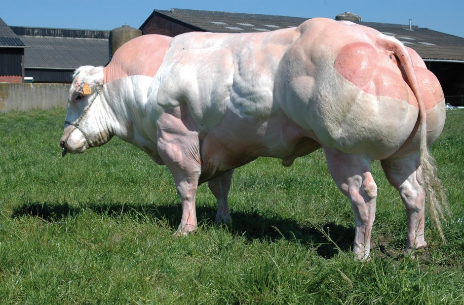Нарисовать быка
