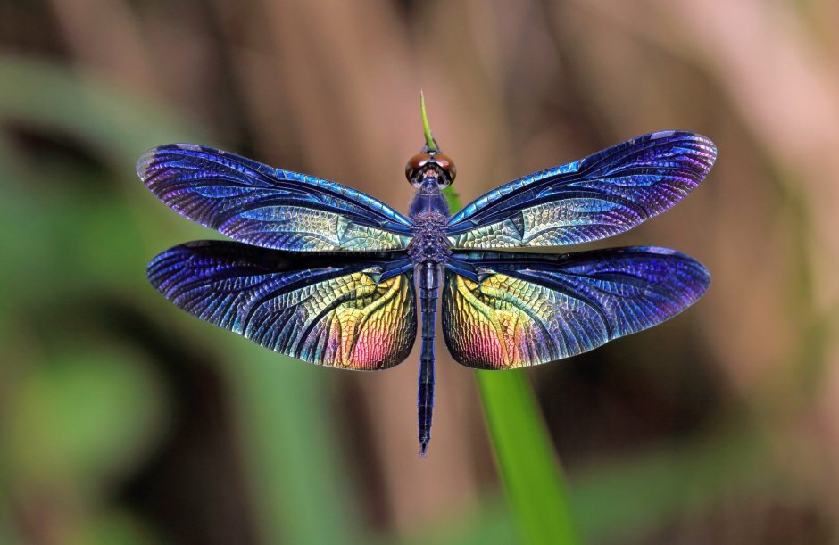 Rhyothemis fuliginosa