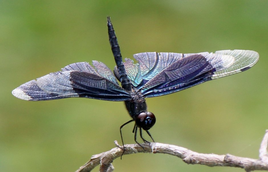 Стрекоза Rhyothemis