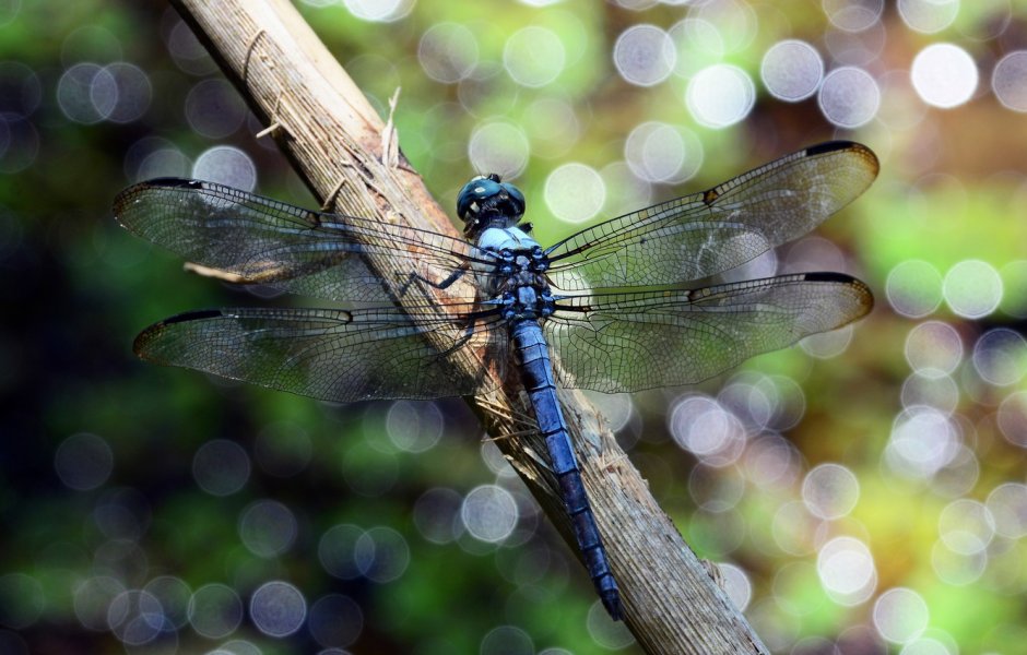 Стрекоза Calopteryx