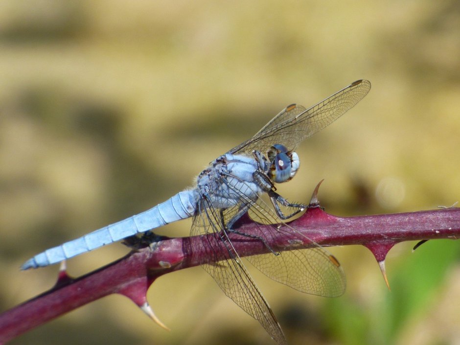Orthetrum brunneum