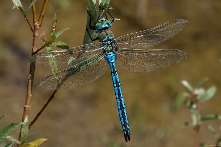 Стрекоза голубая (Orthetrum cancellatum