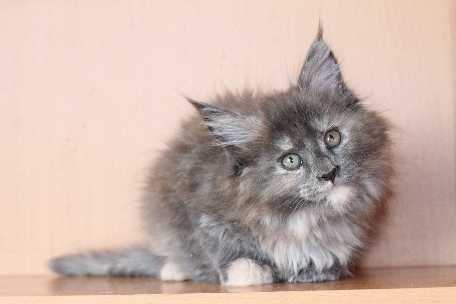 Котенок Мейн кун белый в 2 месяца