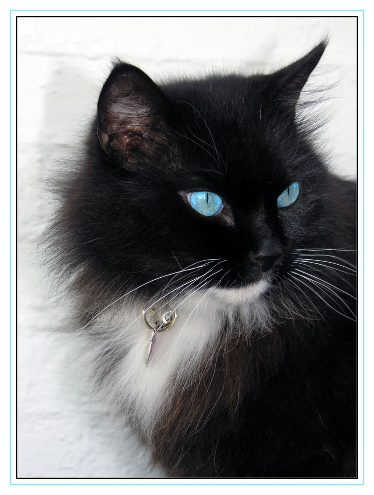 Чёрная кошка с голубыми глазами