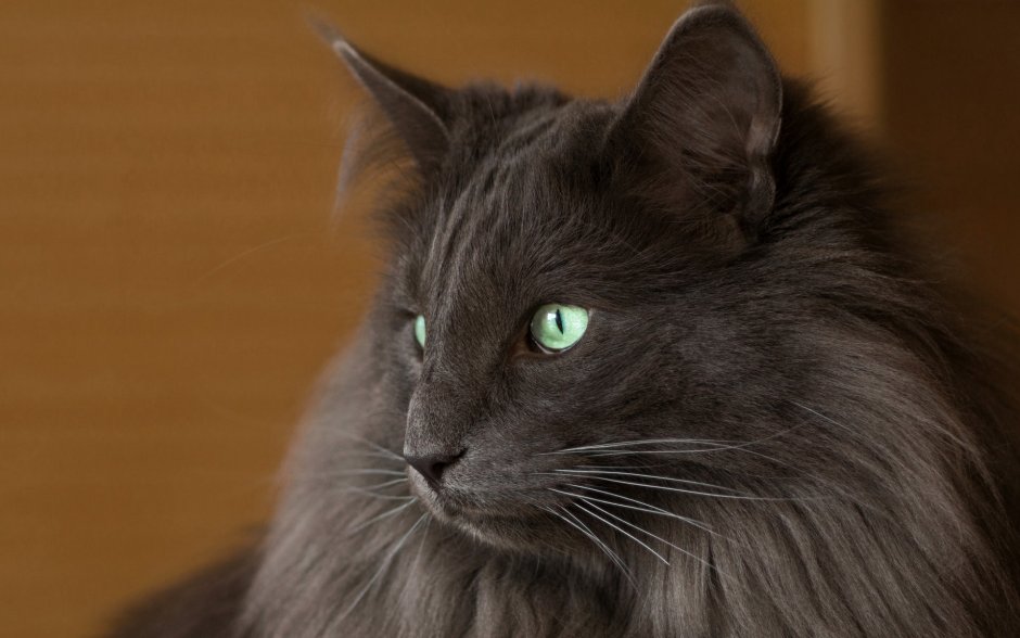 Нибелунги Мейн кун