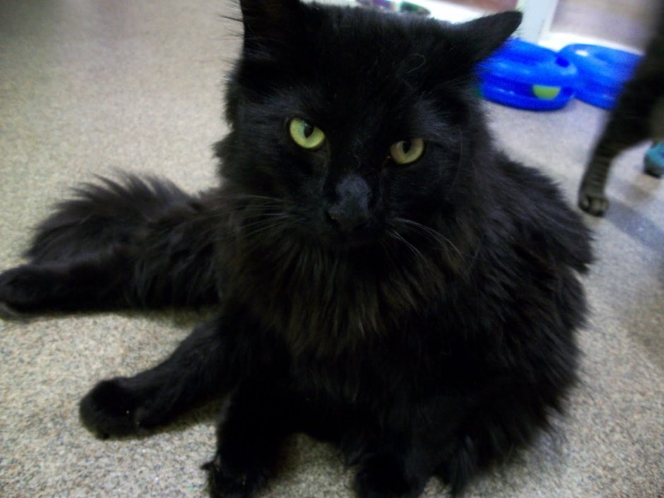 Черная пушистая кошка с желтыми глазами