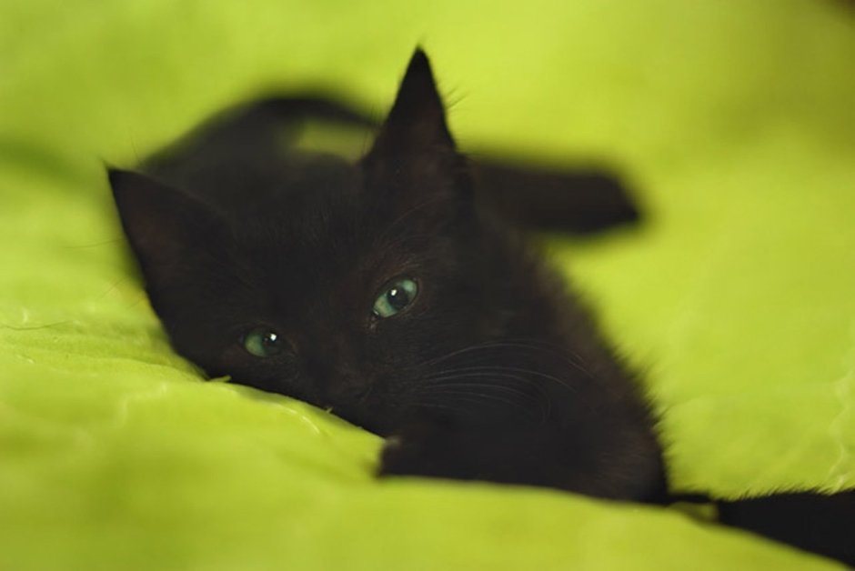 Кот Крысолов порода черный