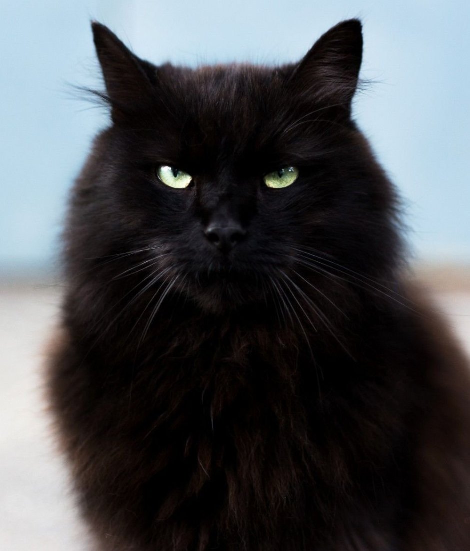 Сибирская длинношерстная кошка черная