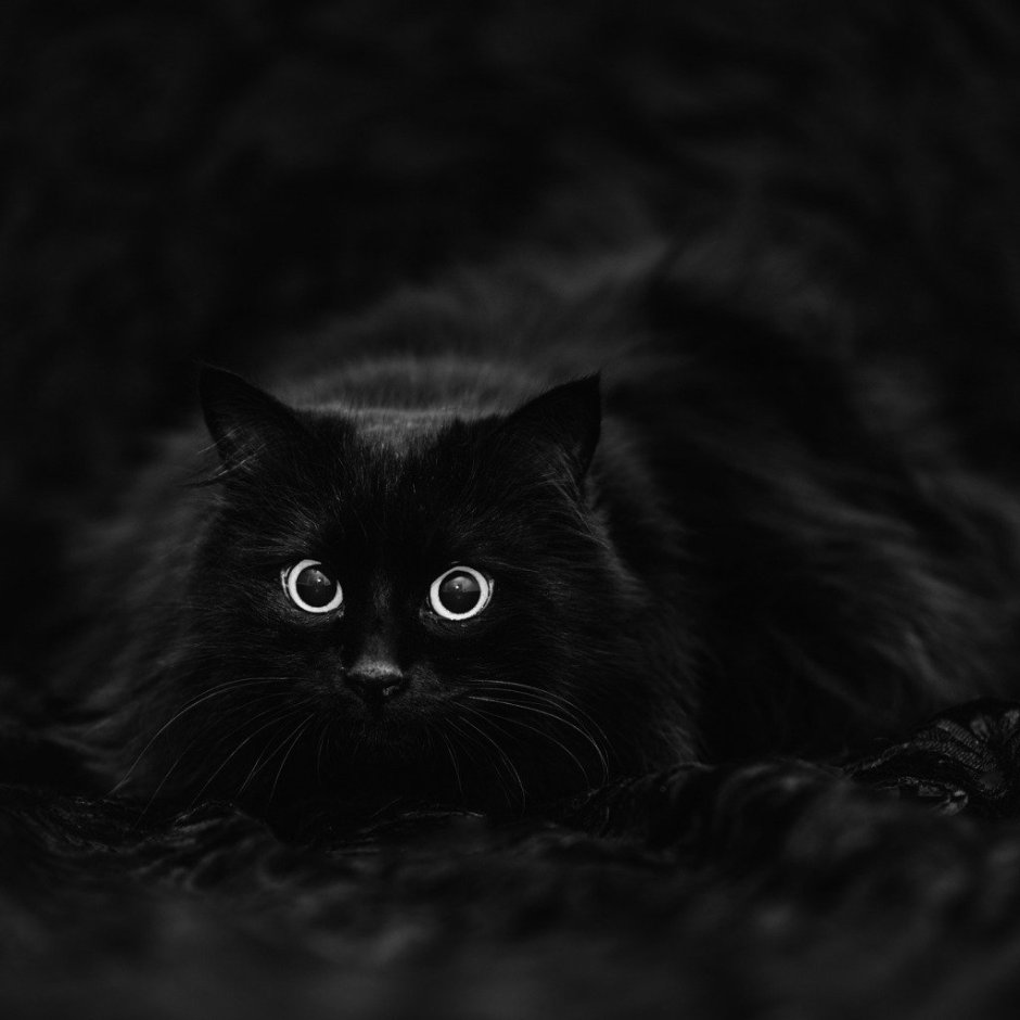 Обои на рабочий стол 1920х1080 черный кот