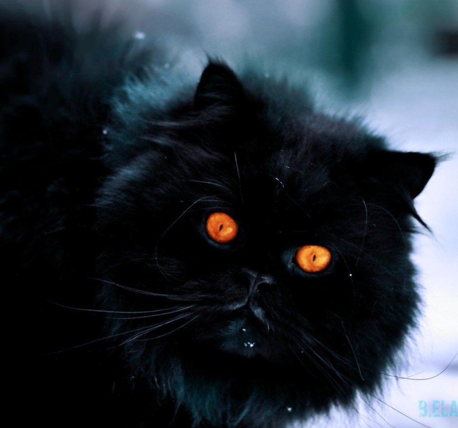 Черная кошка с зелеными глазами