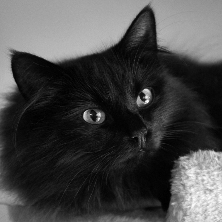 Британский короткошерстный кот черный с зелеными глазами