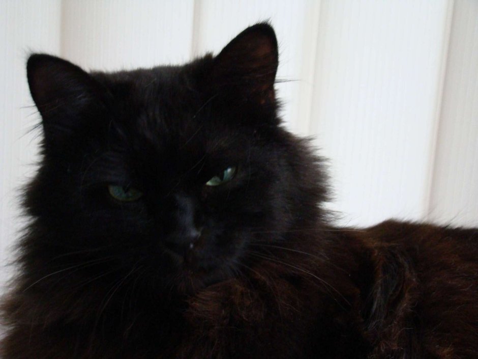 Черный пушистый кот с голубыми глазами
