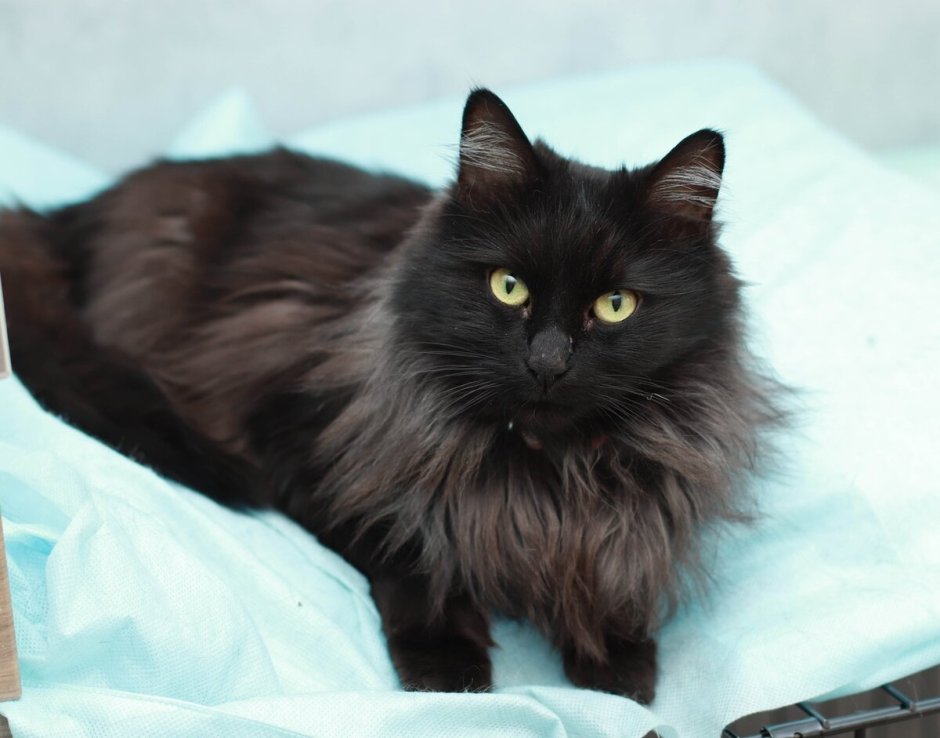 Сибирский кот черный