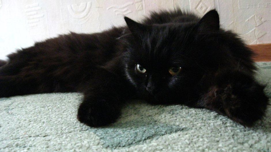 Кот домашний пушистый черный