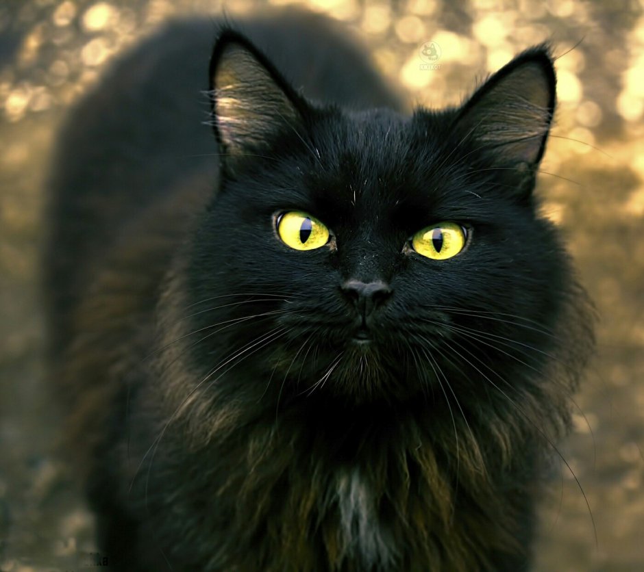 Черный желтоглазый кот