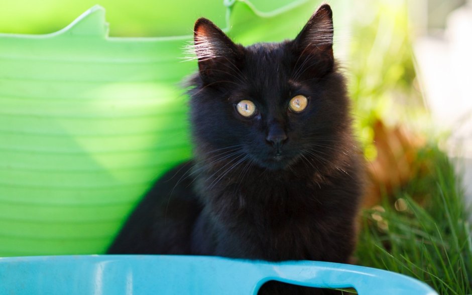 Черный кот обои