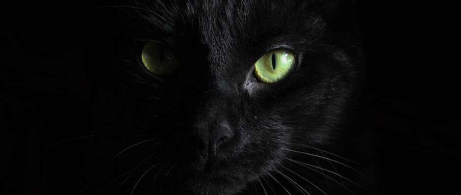 Черный кот с оранжевыми глазами