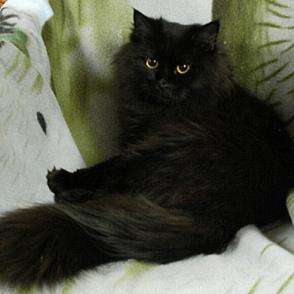 Чёрный котёнок с зелёными глазами