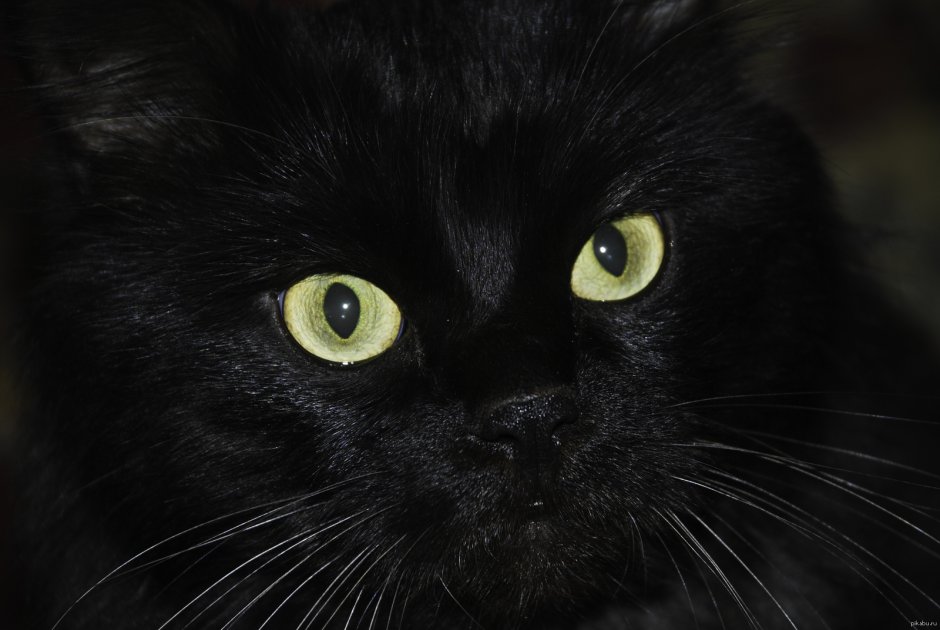 Сибирская длинношерстная кошка черная