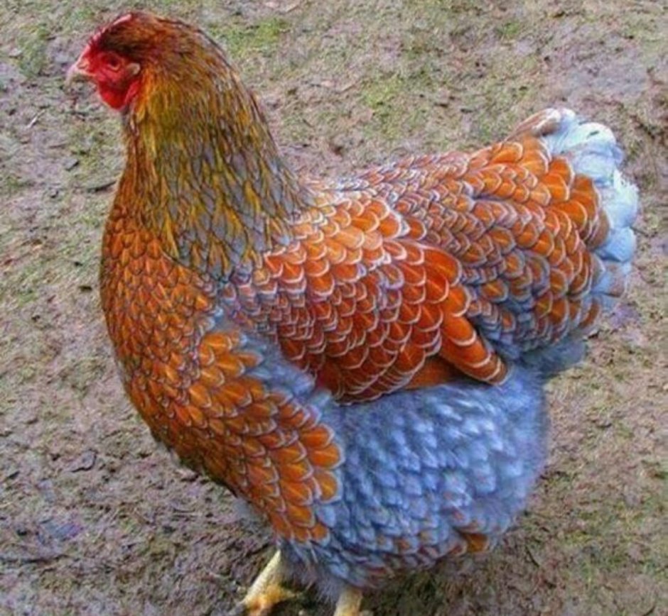 Курица Браво