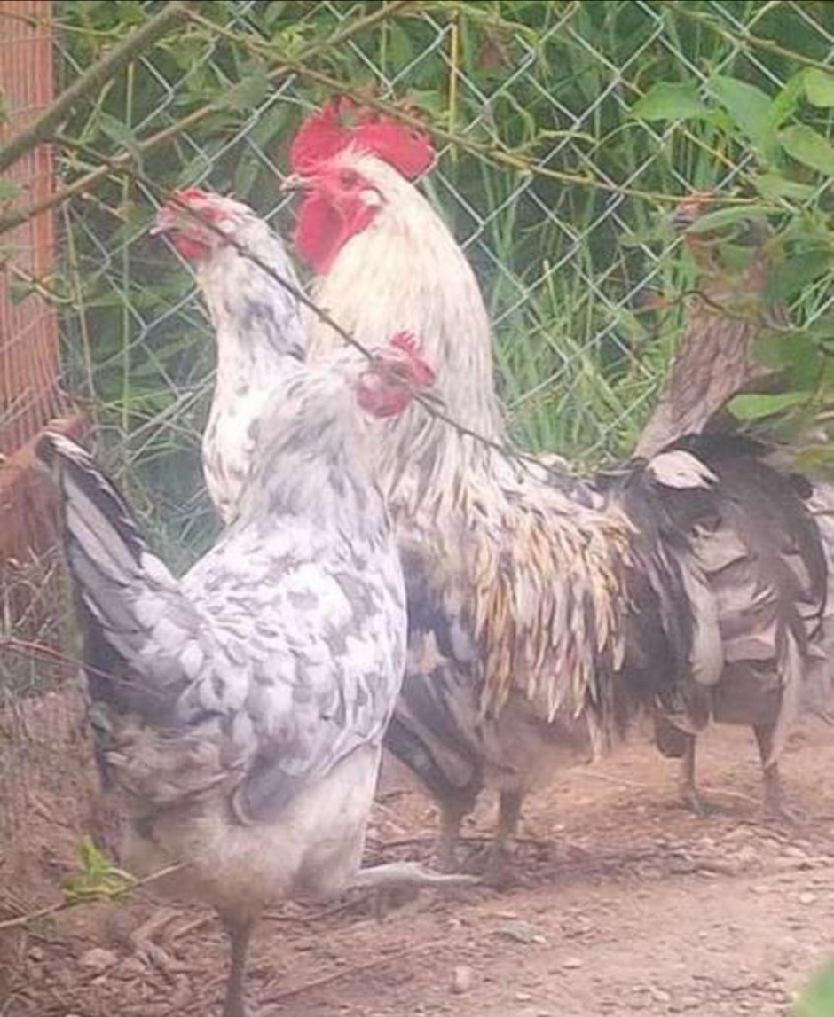 Силверудд Блу
