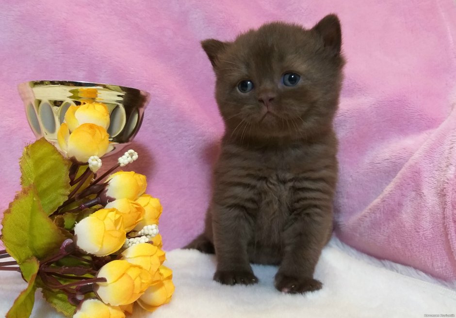 Отдам в добрые руки котенка шоколадный британец короткошерстный