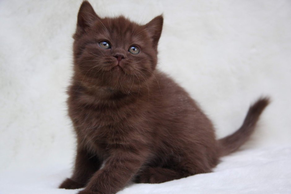 Селкирк страйт прямошерстный