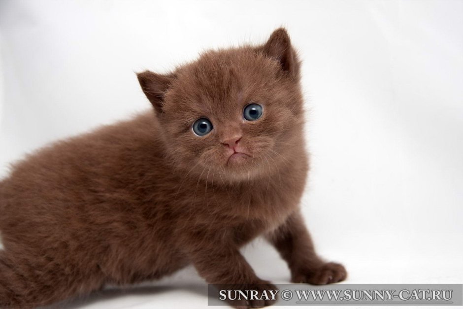 Котенок британец шоколад