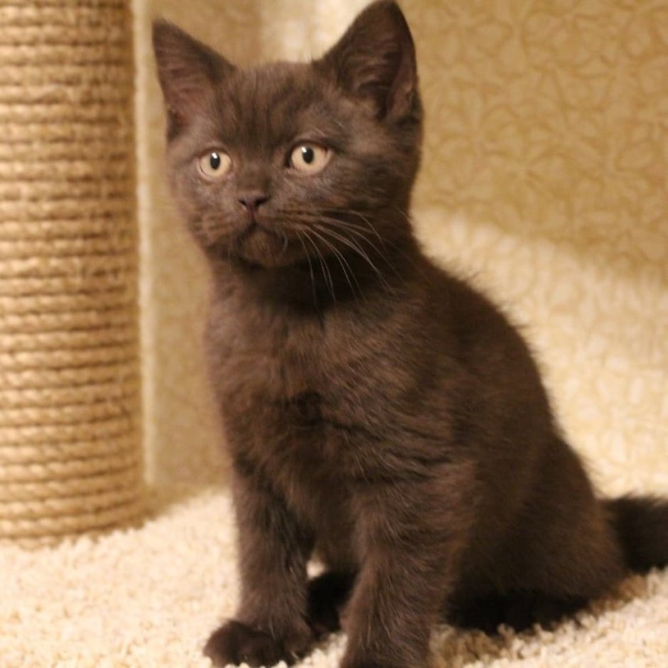 Шоколадная кошка скоттиш страйт