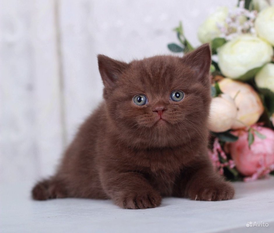 Шоколадный британец кот Bri b