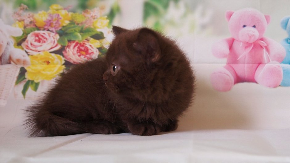 Шоколадный британец кот