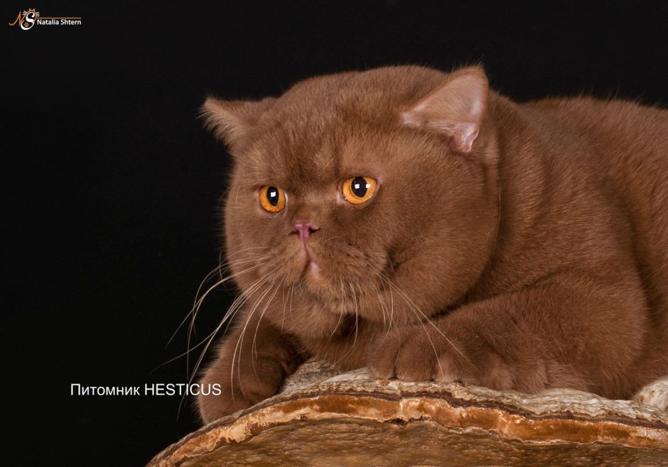 Шоколадные британские котята