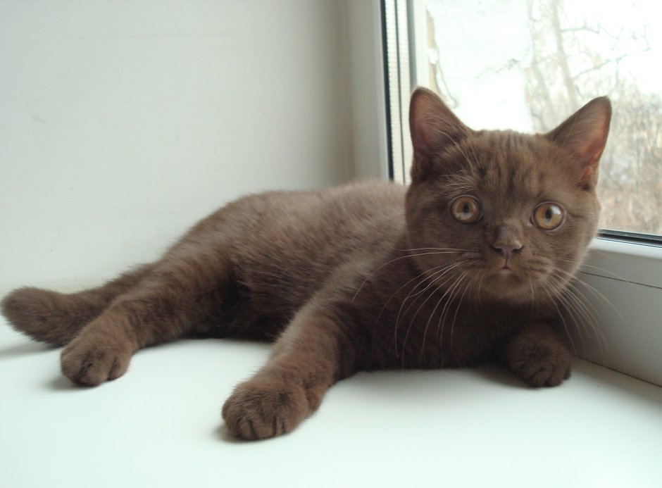 Шоколадный британец котенок