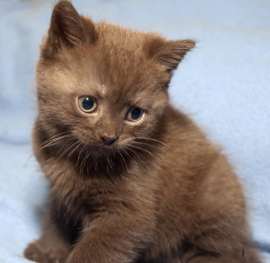 Британец прямоухий шоколад