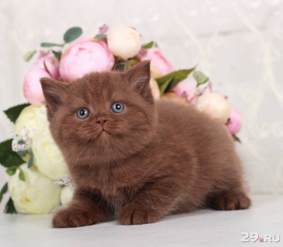 Британская короткошёрстная циннамон