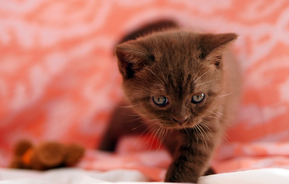 Британская короткошёрстная циннамон