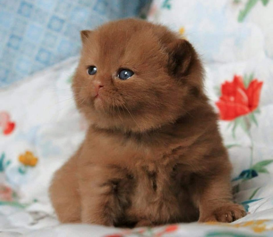 Пушистые британские шоколадные котята