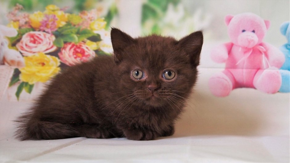 Шоколадный британец котенок
