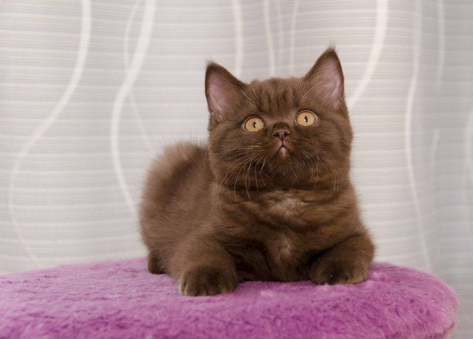 Коричневый котенок