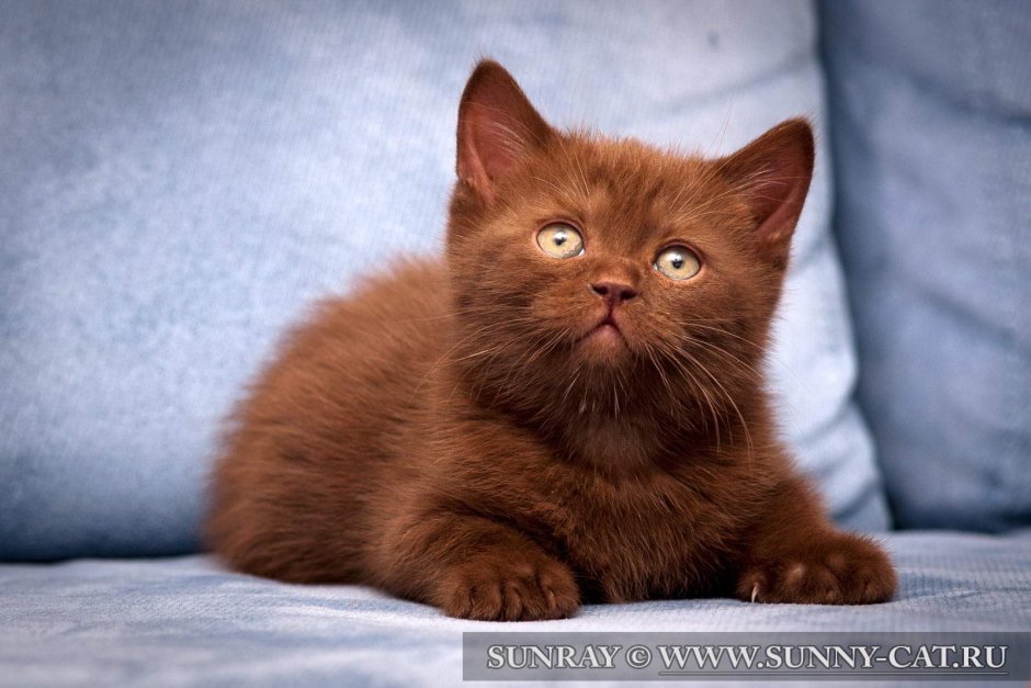 Животные котята британцы